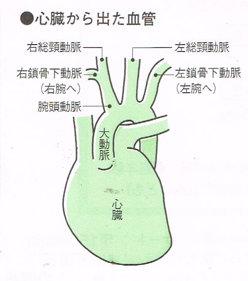 心臓から出た血管