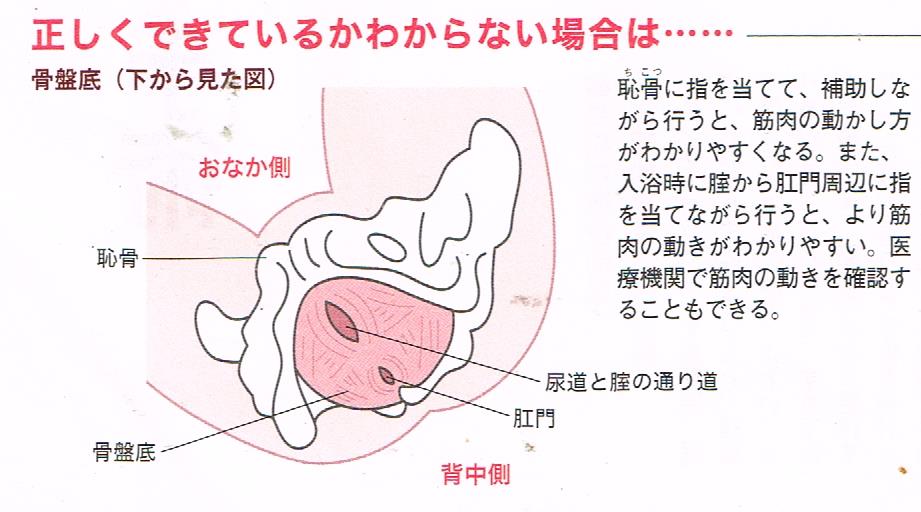 骨盤底筋トレーニング