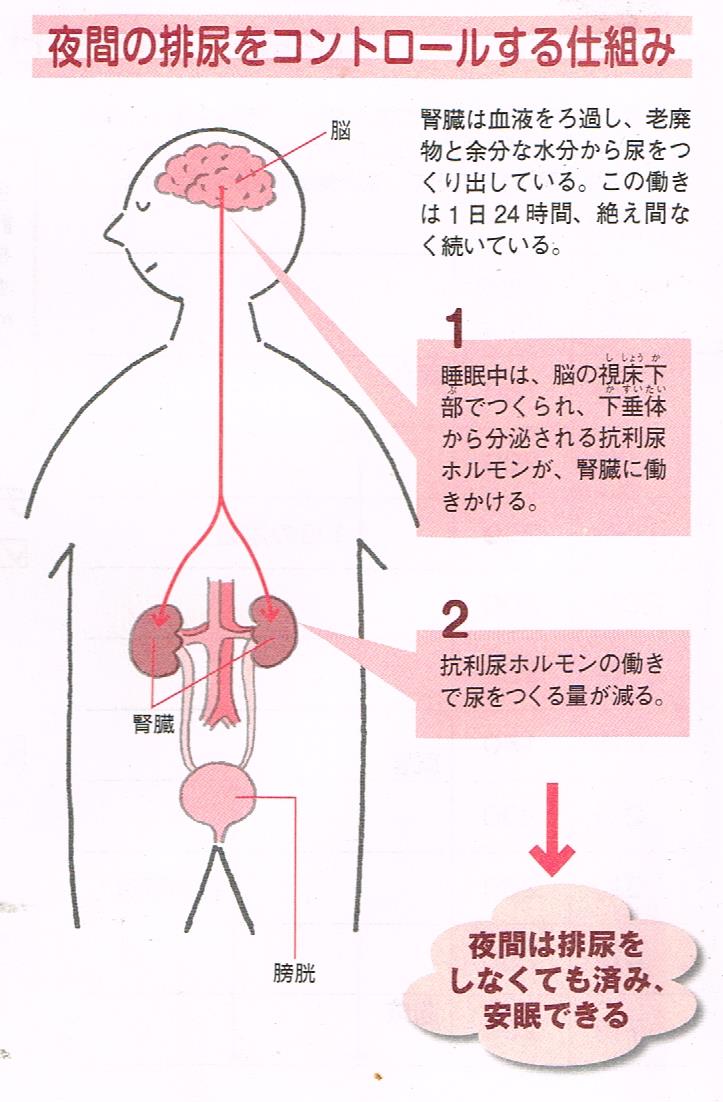 夜間の排尿をコントロールする仕組み