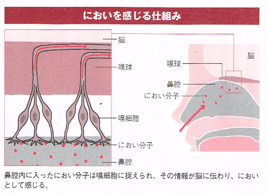 においを感じる仕組み