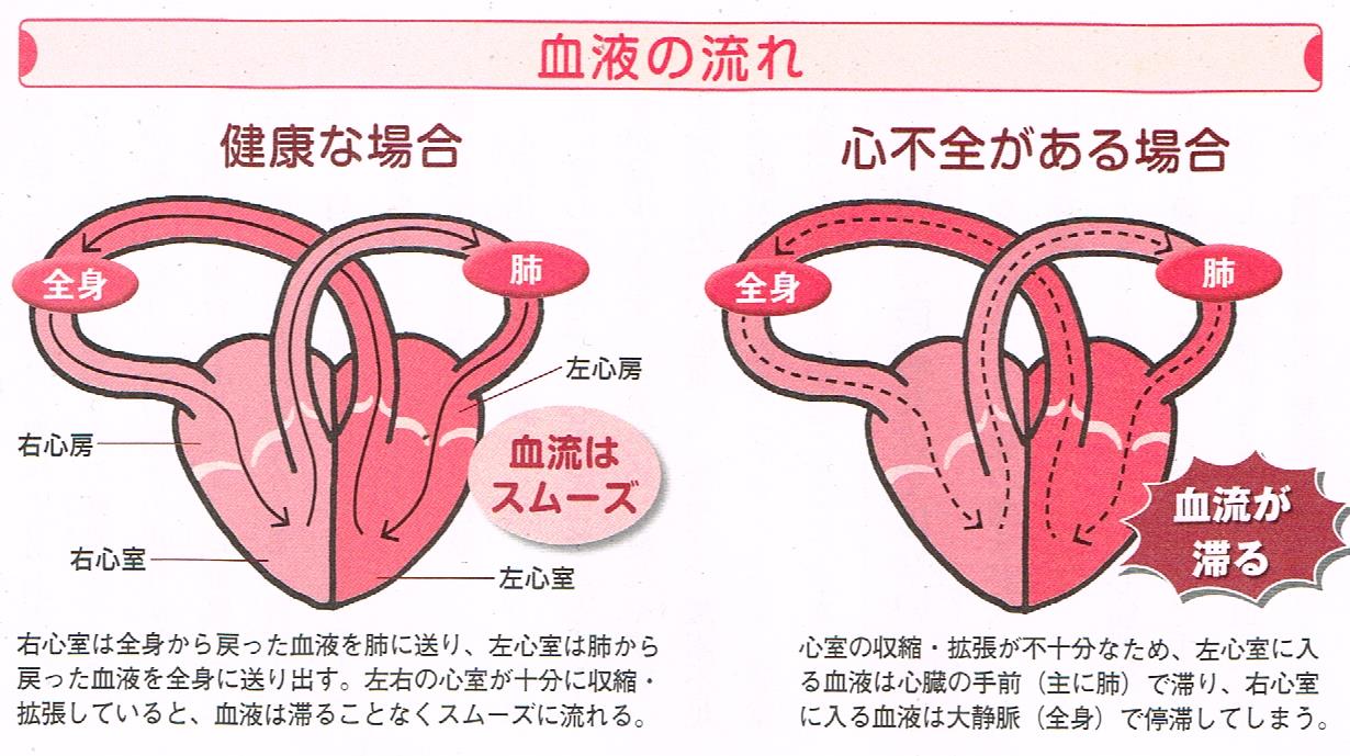 心臓の仕組みと運動