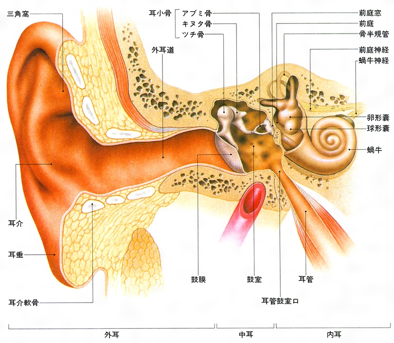 耳の構造